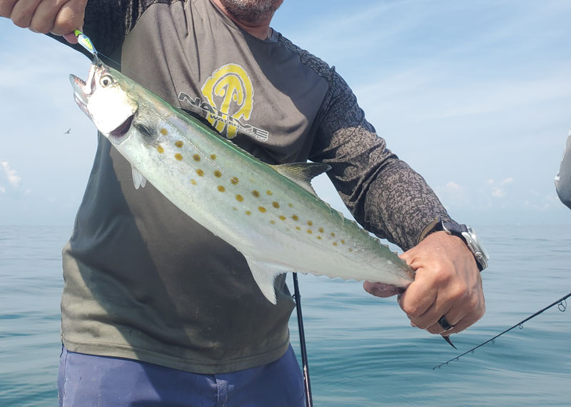 mackerel in the bay