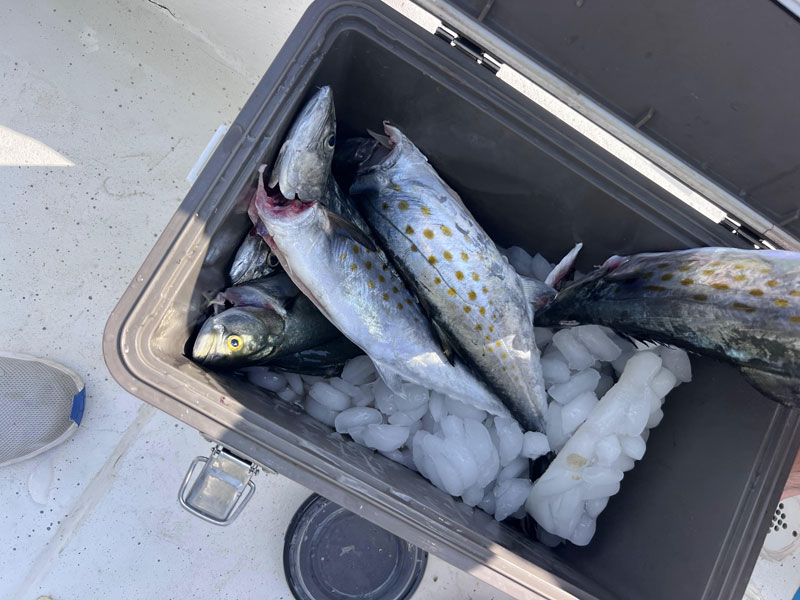 fishing for mackerel