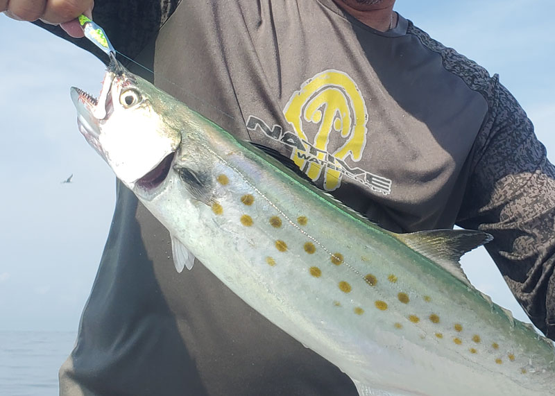 mackerel fish