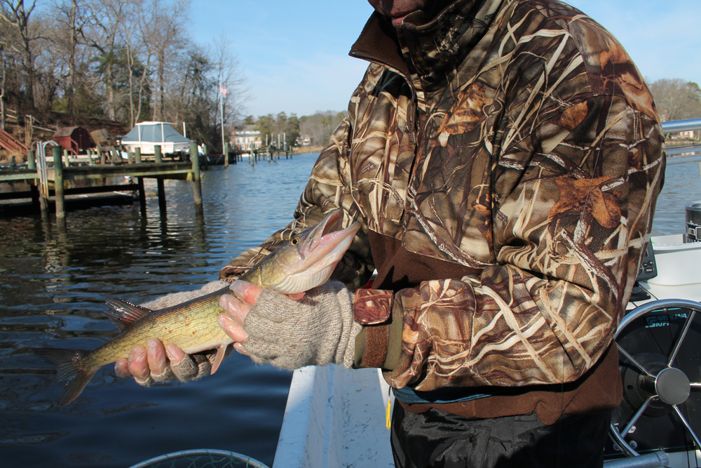 fishing for pickerel in chesapeake tributaries