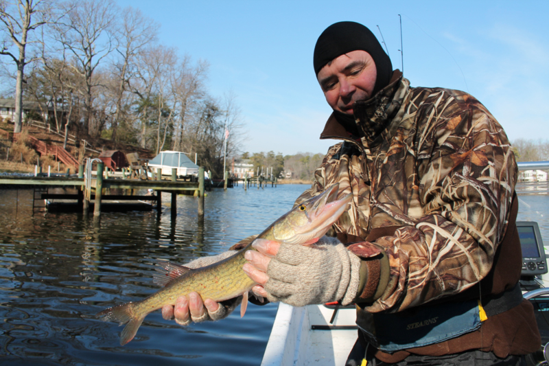 pickerel caught in the Magothy river