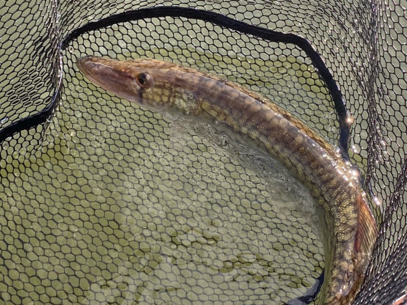 magothy river pickerel