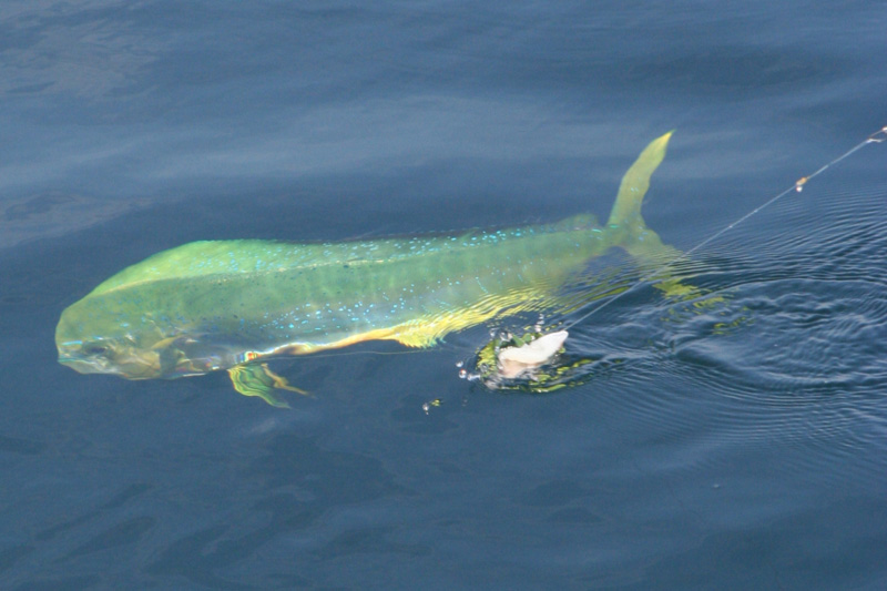 mahi-mahi dolphinfish on a fishing line