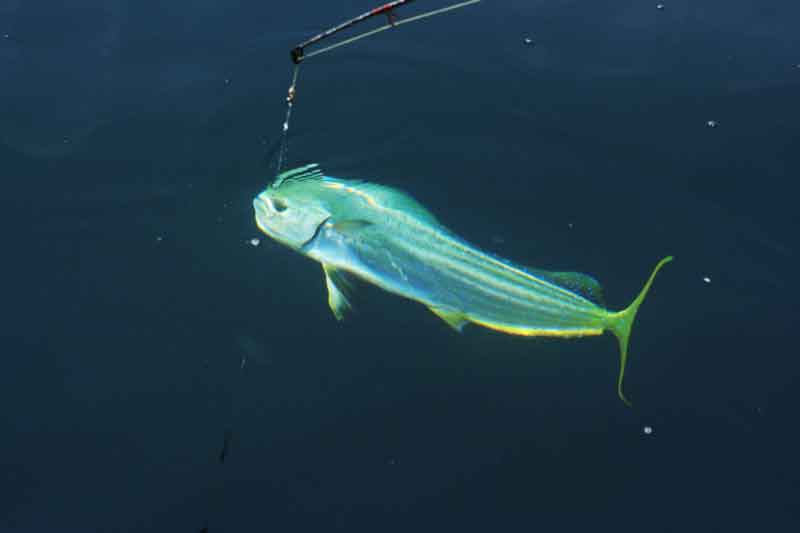dolphinfish in the water