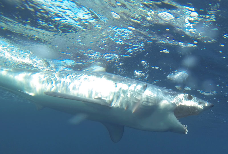 mako shark fishing