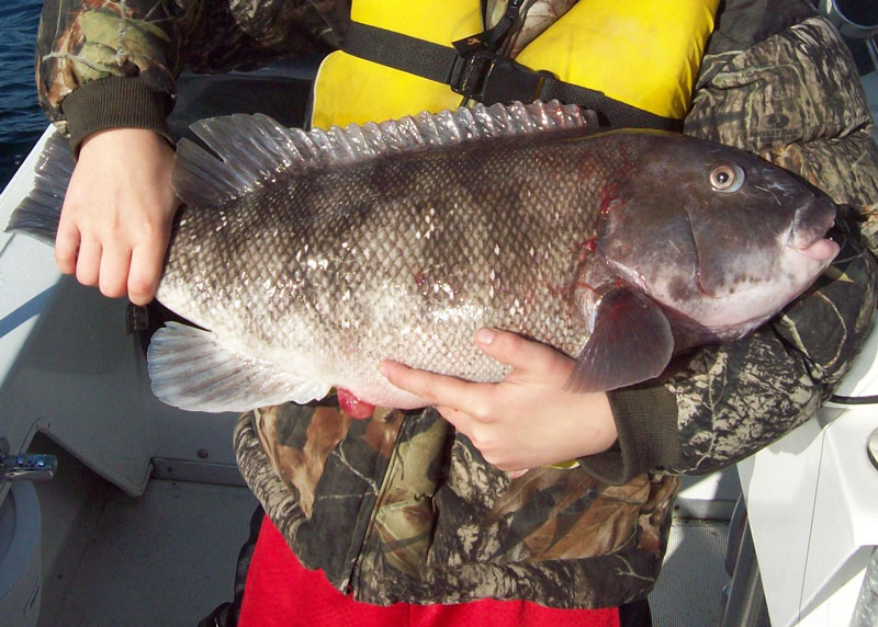 chesapeake bay tautog fishing