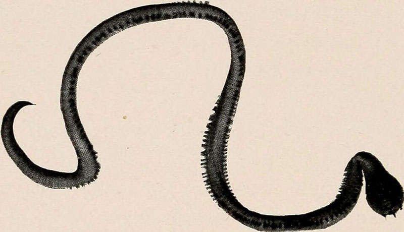 a cindar worm
