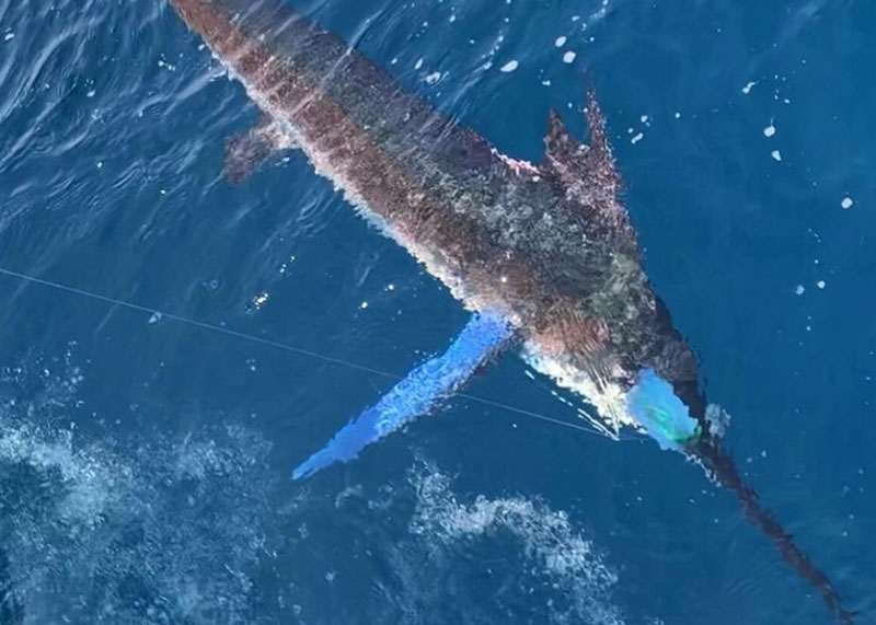 marlin fishing