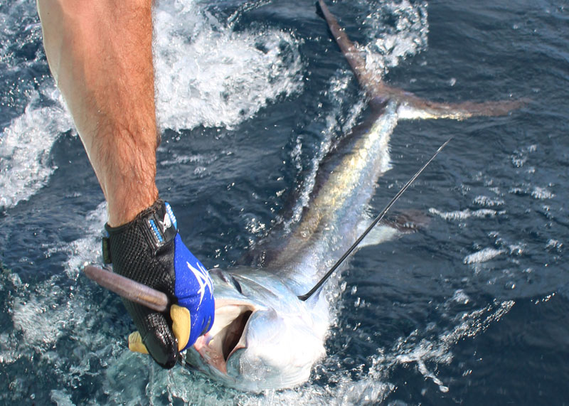 billing a marlin