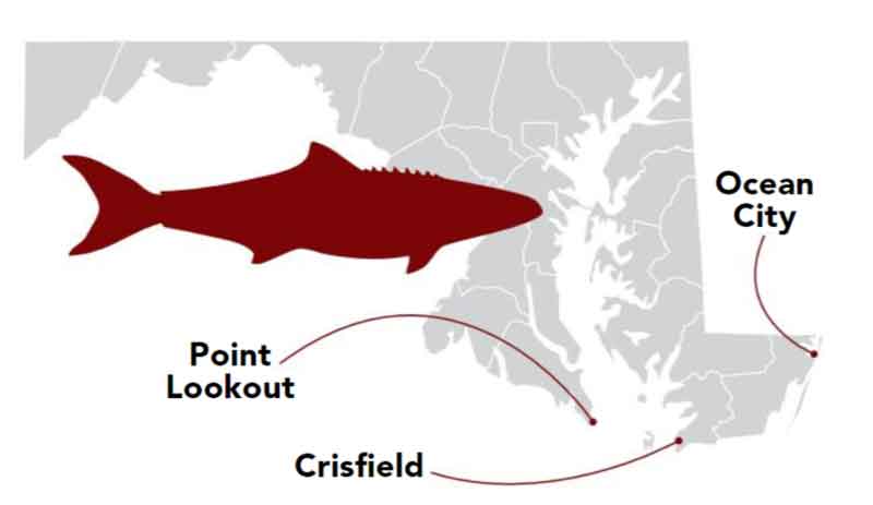 maryland cobia hotspots