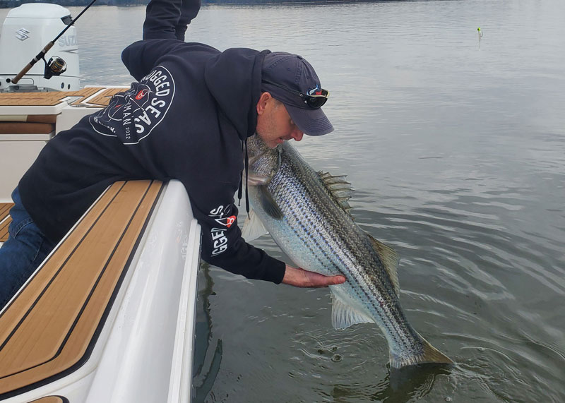 maryland angler with a trophy rockfish