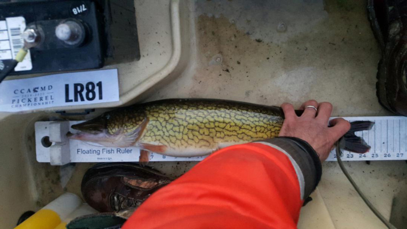 measuring a pickerel in a tournament