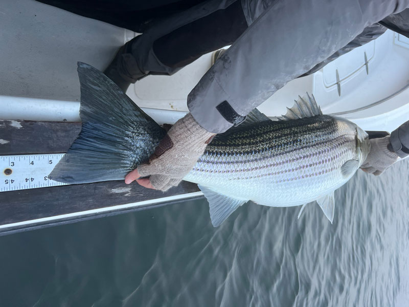 rockfish on a ruler