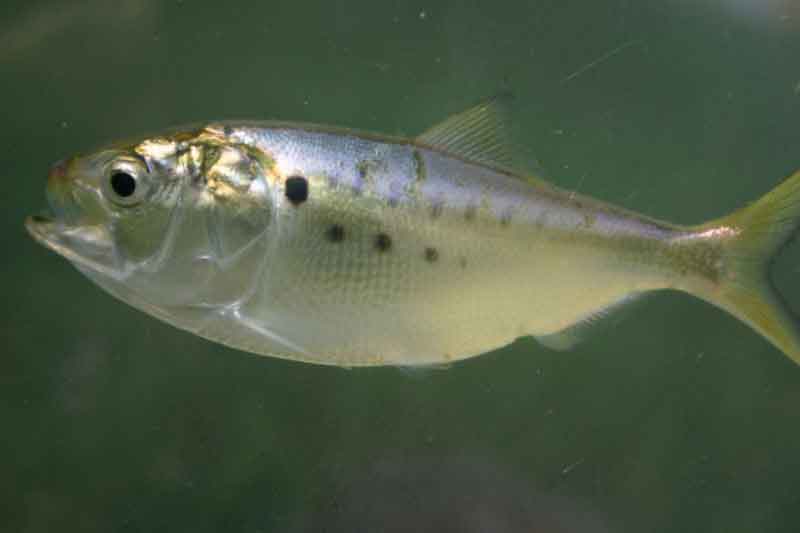 menhaden swimming