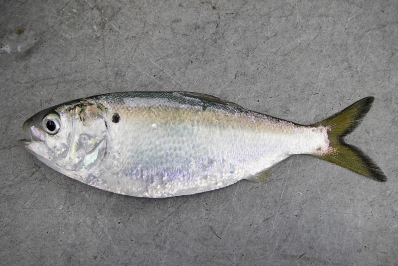 menhaden