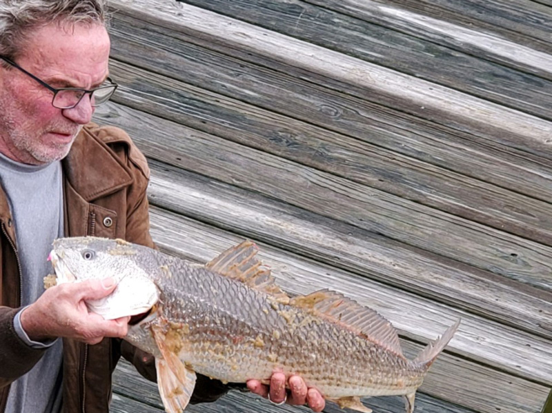 redfish in southern bay