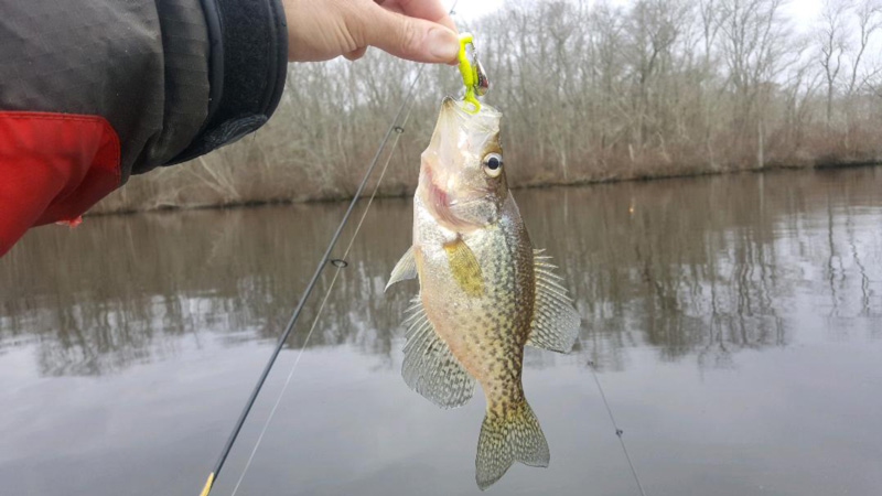 crappie fish caught trolling