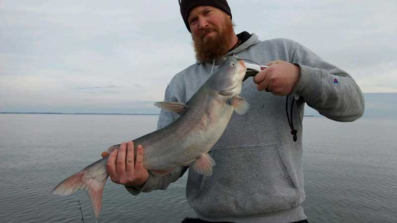 big catfish on middle bay