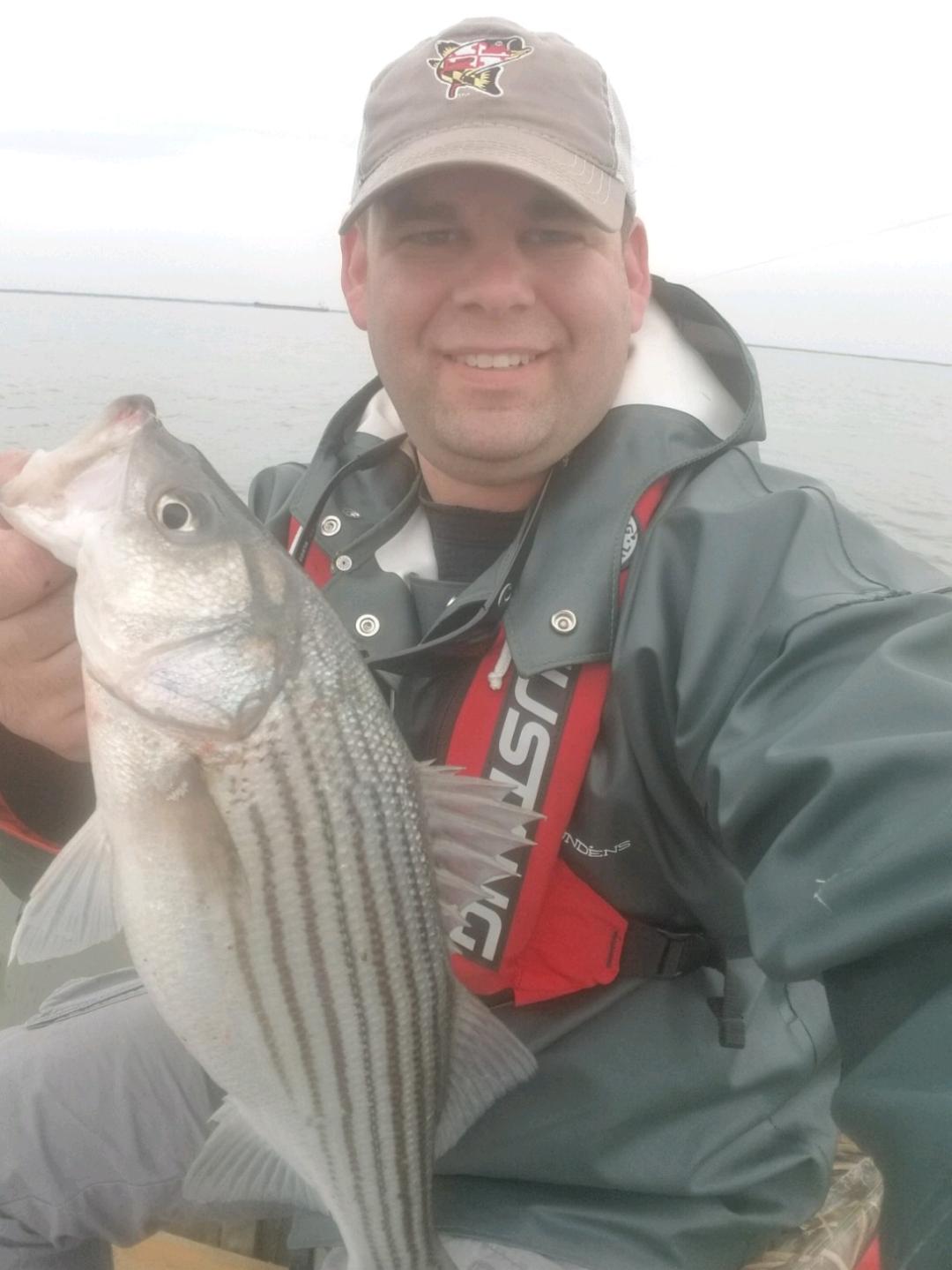 middle bay rockfish