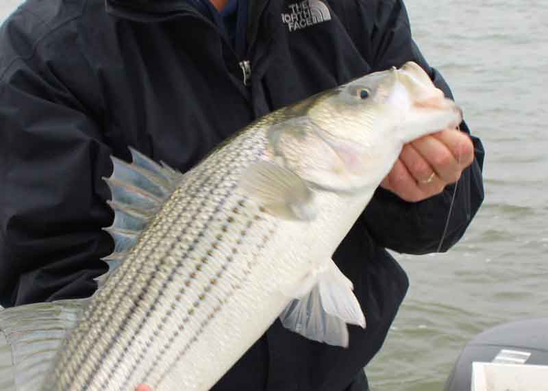 rockfish held up by an angler