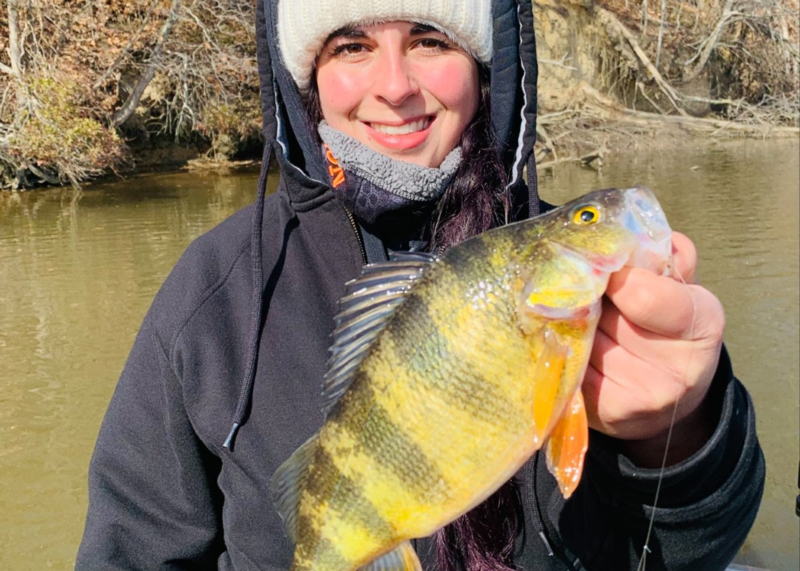 fat yellow perch