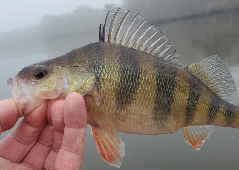 Yellow perch in the river