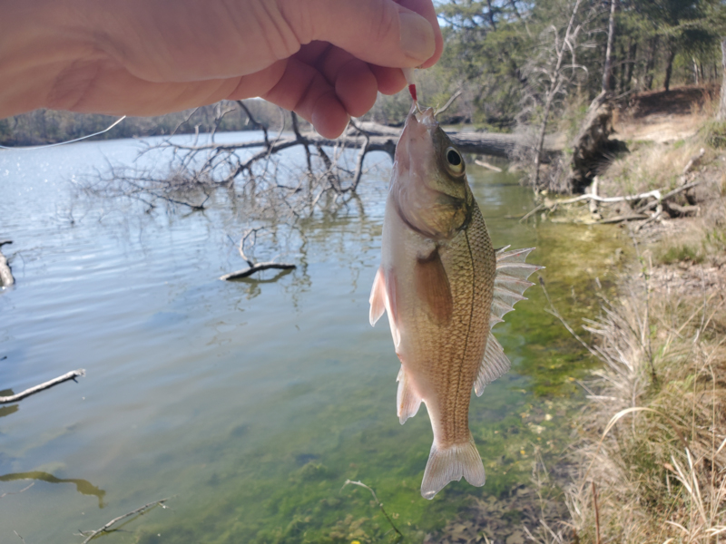 middle bay white perch