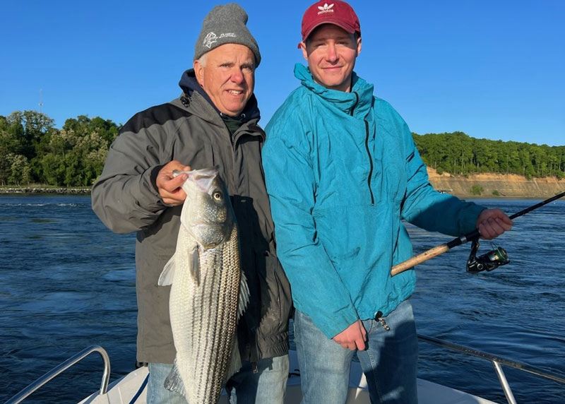 middle bay rockfish