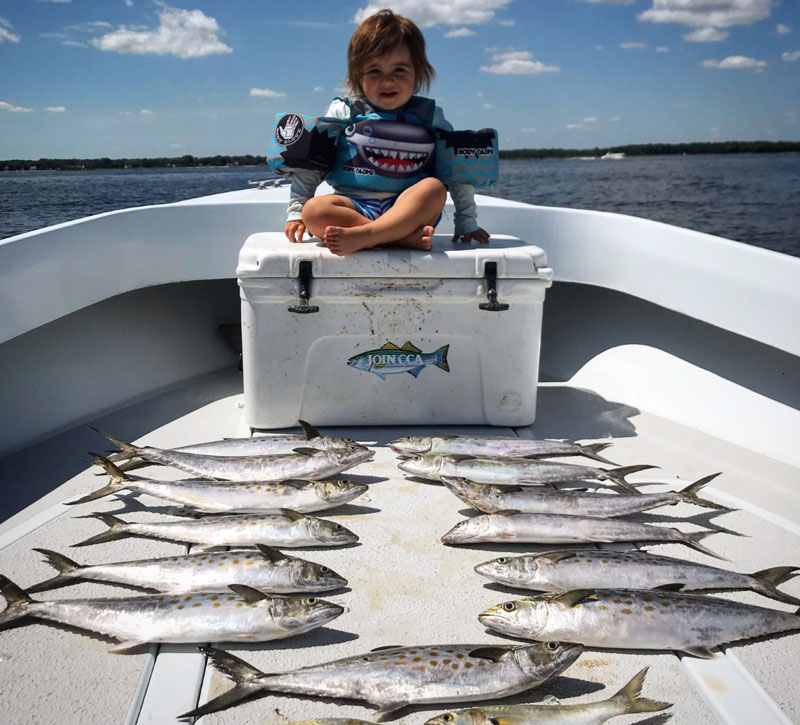 lots of spanish mackerel