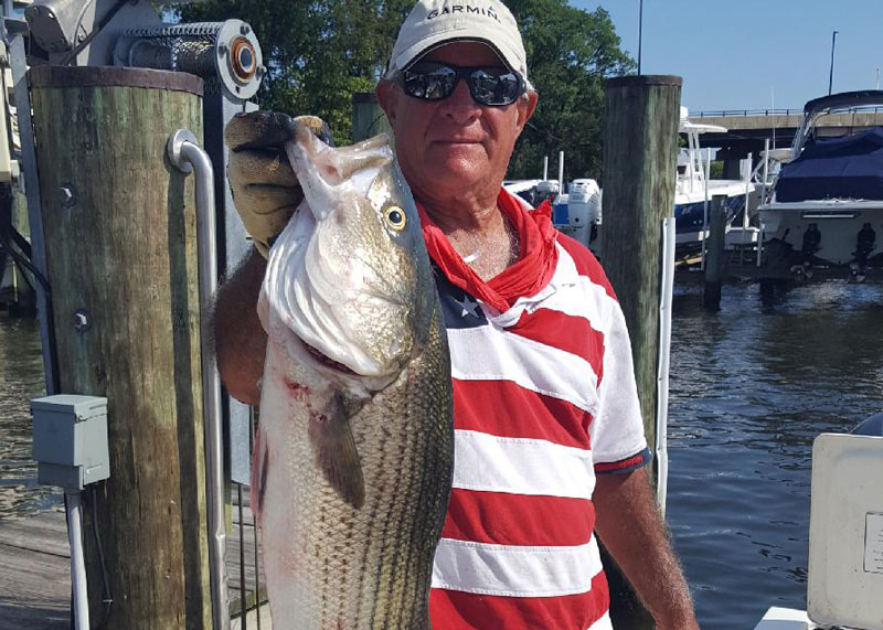 middle chesapeake bay rockfish