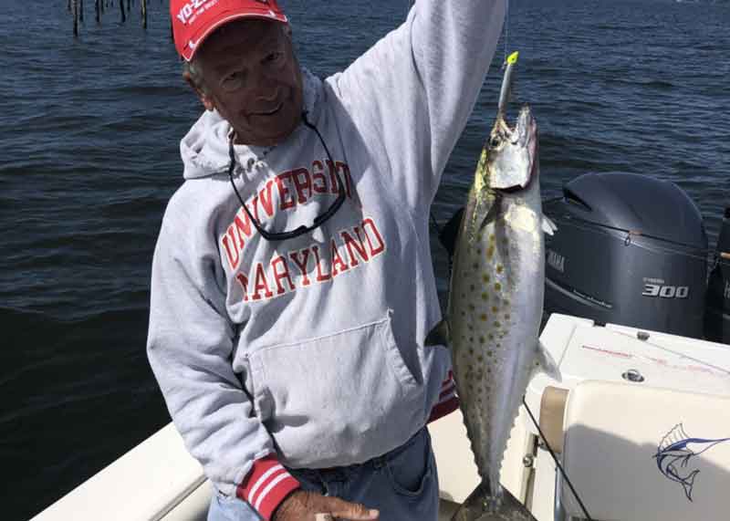 spanish mackerel in chesapeake bay