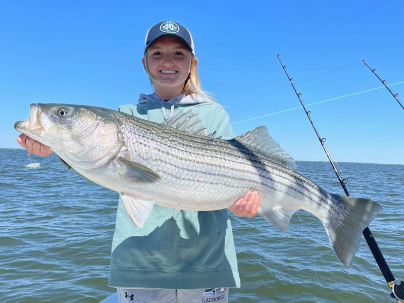 middle bay trophy rock