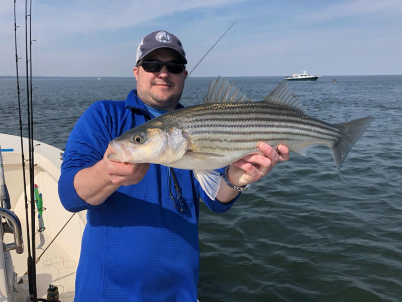 bay striped bass