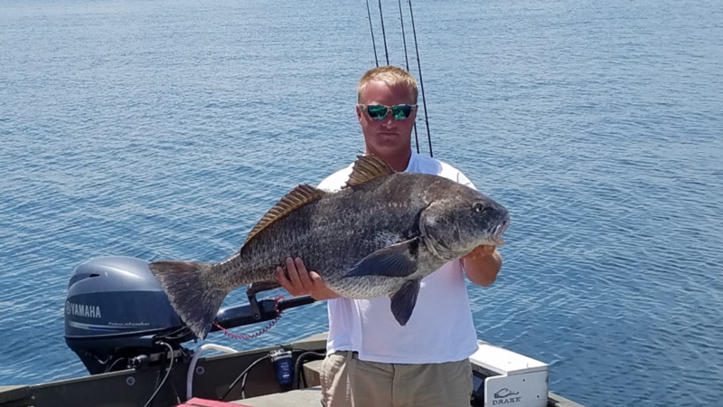 black drum in the chesapeake