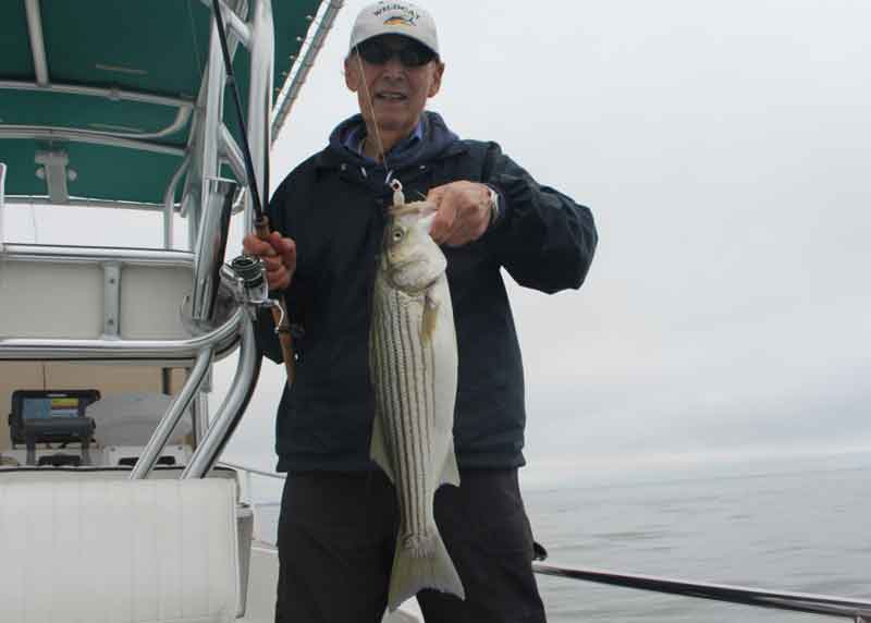 Middle Chesapeake rockfish