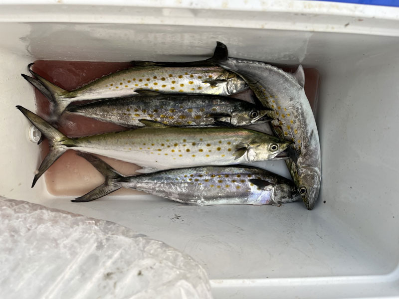 spanish mackerel caught near the Choptank river