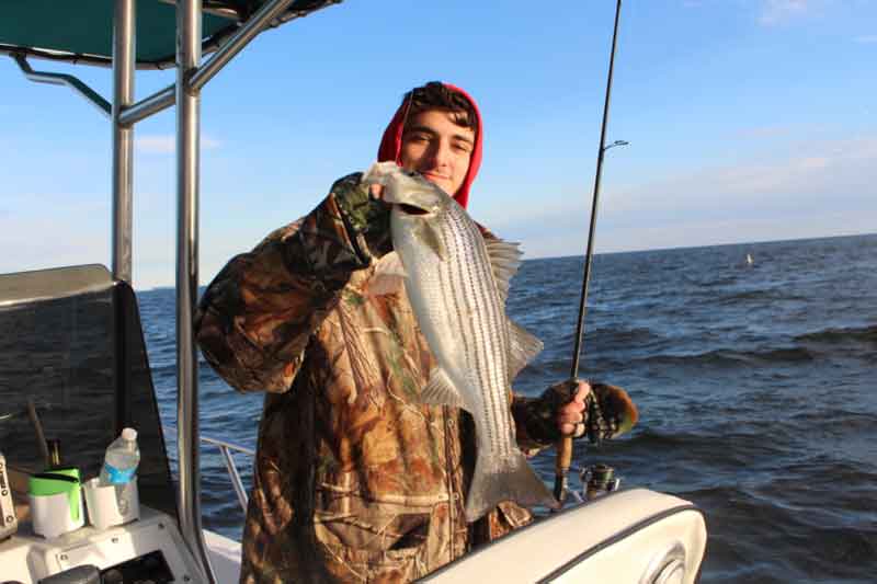 middle bay striper