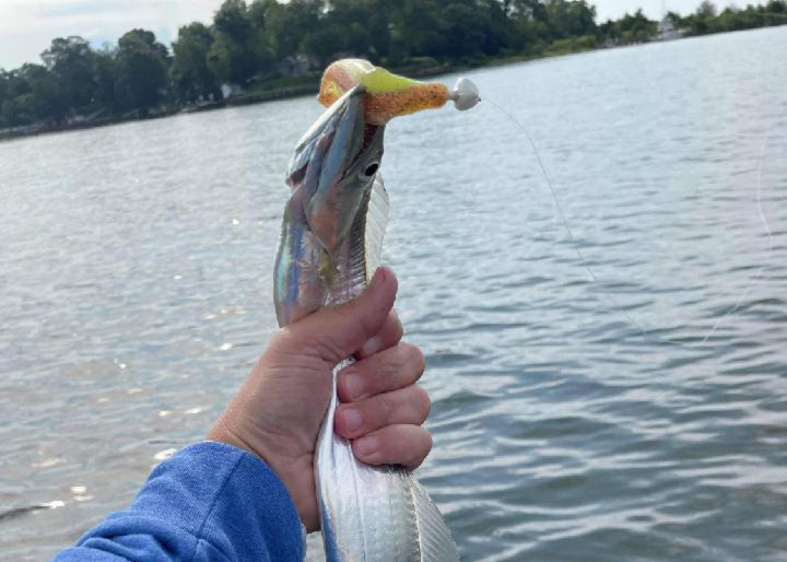 cutlassfish in the patuxent