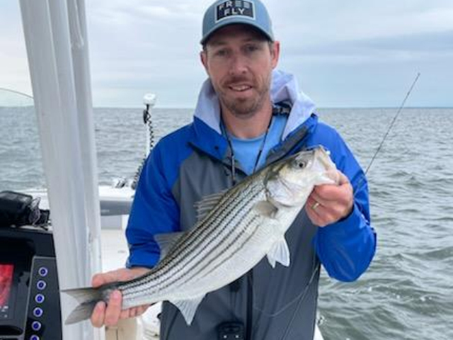 striper catch and release