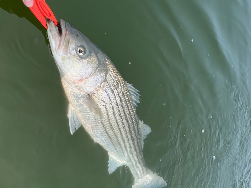 striper in the water