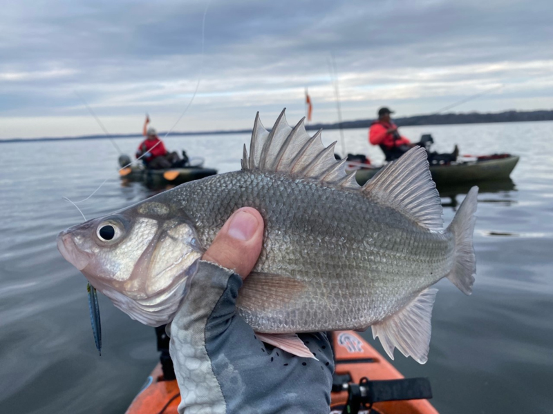 white perch kayak fishing