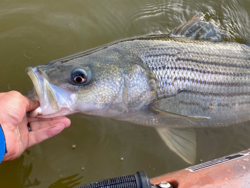 striper on a kayak