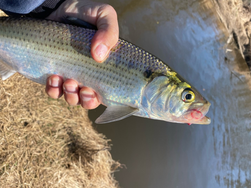 releasing a hickory shad