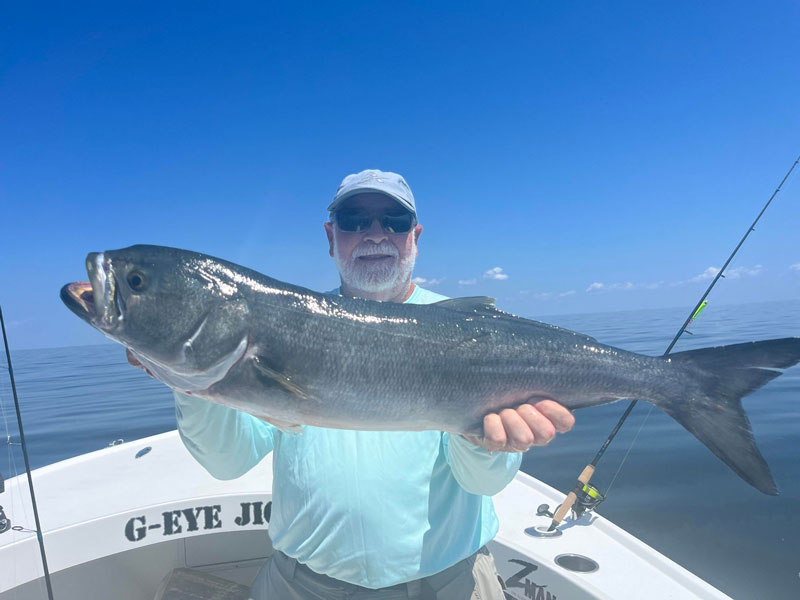 middle bay chopper bluefish