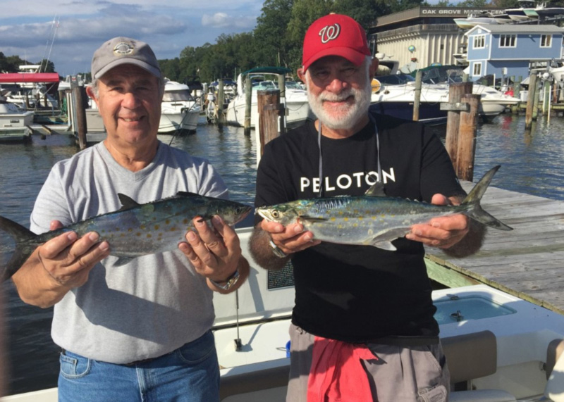 october spanish mackerel