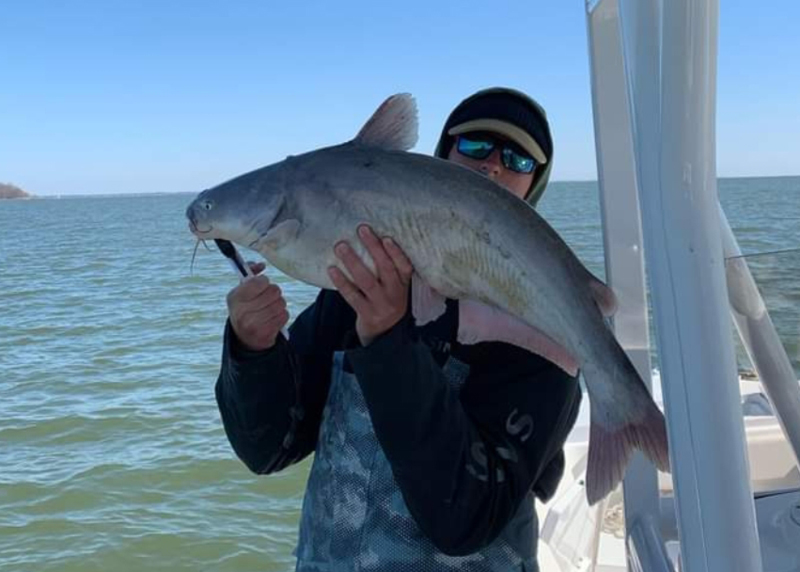 chesapeake bay catfish