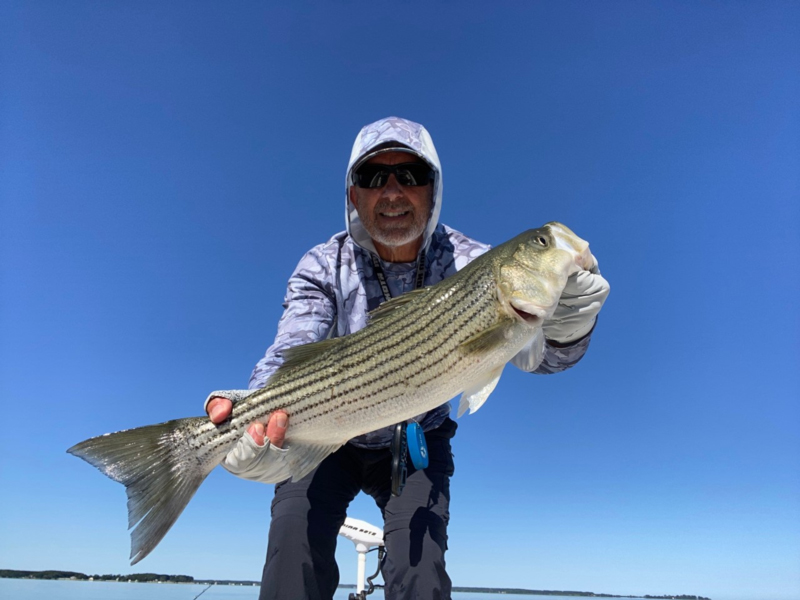 choptank rockfish