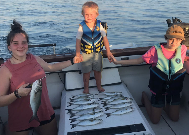 bluefish in the choptank river