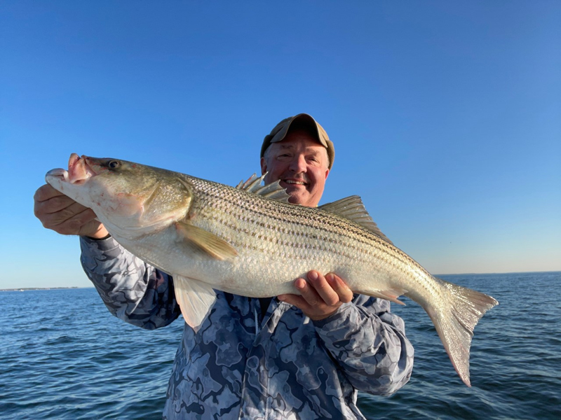 big middle bay rockfish