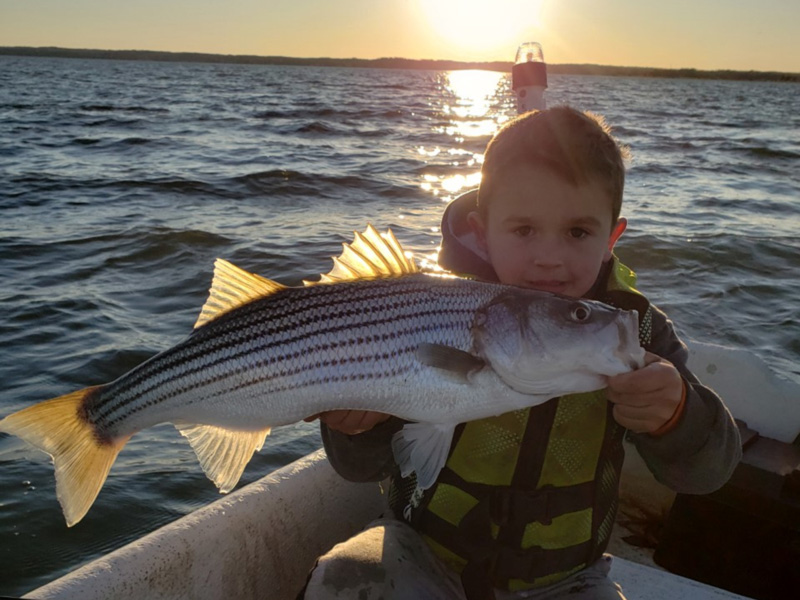 middle bay rock fish